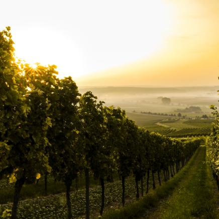 Chenin Blanc